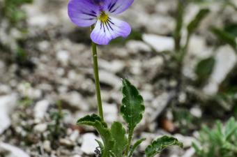 Viola hispida - C. Blondel
