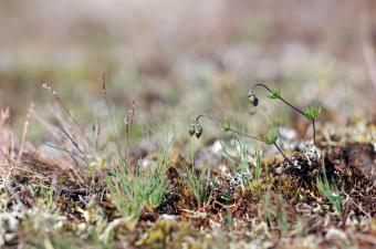 Végétation annuelle basse à Spargoute de Morison et Corynephore blanchâtre