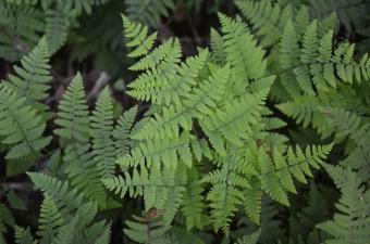 Gymnocarpium robertianum - J. Buchet