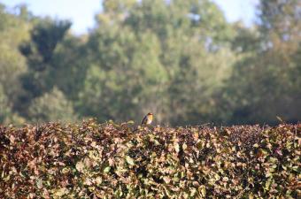 Rouge gorge perché sur une haie