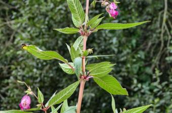 Impatiens glandulifera
