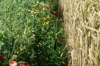 Messicoles A. Dardillac