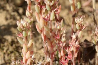 Sedum rubens