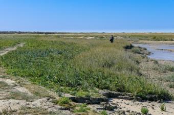 Prospections CBNBL en Baie d'Authie