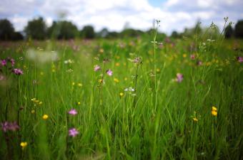 La Prairie de fauche à Séneçon aquatique et Œnanthe à feuilles de silaüs