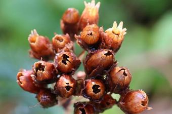 Graines de Primula veris