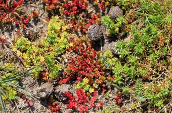 Pelouse annuelle à Crassule tillée et Aphane à petits fruits