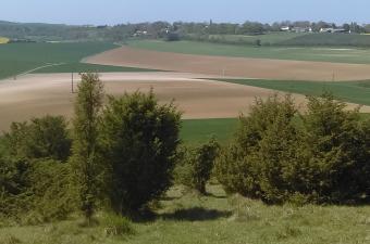 Junipéraie à Saint Aubin