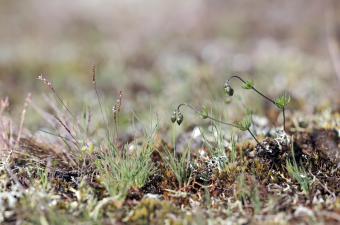 Pelouse à Spargoute de Morison et Corynephore blanchâtre