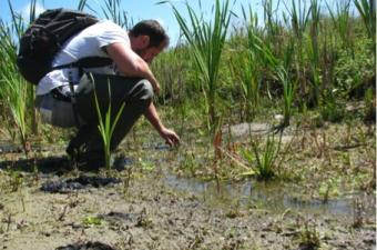 Characées du Fort Vert CBNBL