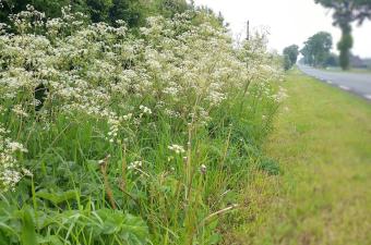 Ourlet à Anthrisque sauvage