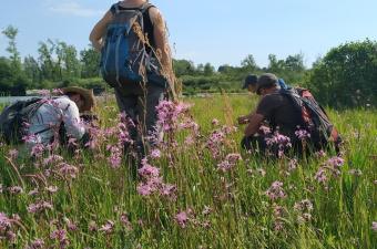 Réalisation d'un relevé phytosociologique sur le marais de Douriez (62) ; © G. Villejoubert, le 26 05 2020