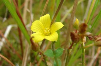 Hypericum elodes B. Toussaint CBNBL
