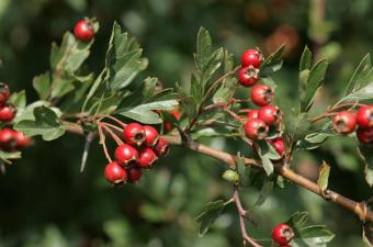Aubépine à un style - JC Hauguel