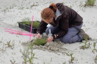 Déplacement Sagine noueuse 