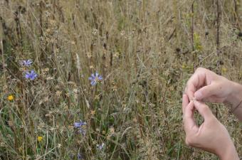 messicoles Normandie