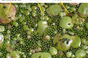 Wolffia columbiana JML