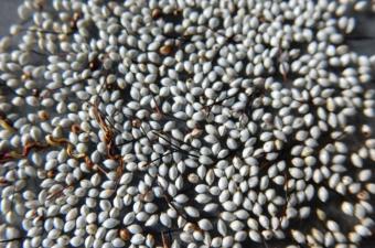 semences de Schoenus nigricans