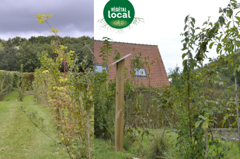 haie en Végétal local CBNBL