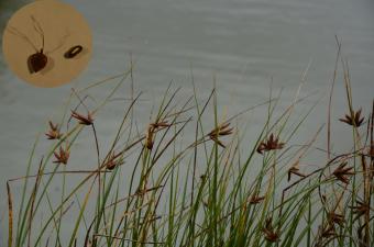 Bolboschoenus planiculmis et aperçu des akènes à deux faces planes et à 2 stigmates