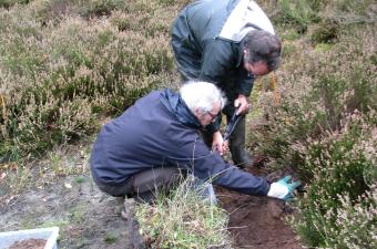 Sauvegarde de la Potentille des montagnes dans les Hauts-de-France
