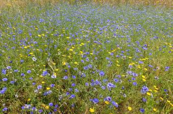 messicoles Normandie CBNBL