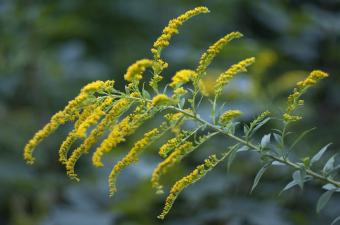 Solidago canadensis