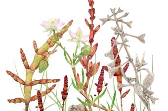 dessin couverture Végétation du nord de la France CBNBL 