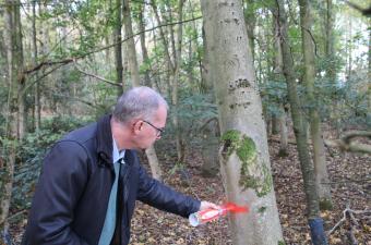 Phaeophyscia chloantha CBNBL