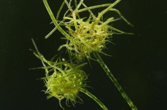 Tolypella intricata - J.-C. Hauguel CBNBL