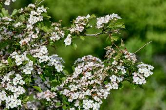 Aubépine - C. BLONDEL