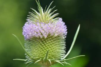 dipsacus 
