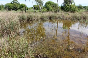 Herbier de charophytes, colonisant une pièce d’eau tourbeuse de faible profondeur, sur les parcelles du CD60 à Sacy-le-Grand (60). © R. Coulombel ; mai 2017.