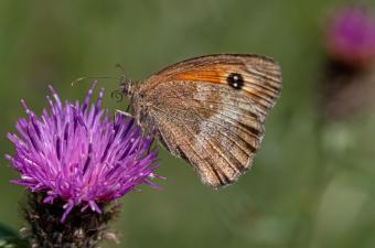 Satyre sur Centaurée - T. Cornier 