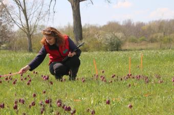 Suivi Frillaire CBNBL 