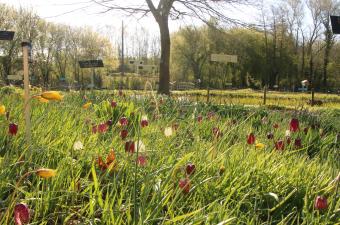 Jardin du CBNBL au printemps