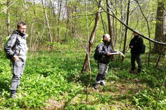 végétations Chantilly