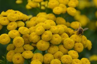 Tanacetum vulgare TOUSSAINT