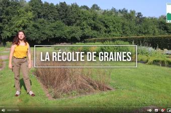 vidéo récolte graines CBNBL