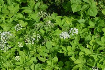 égopode podagraire CBNBL