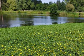 Ludwigia grandiflora