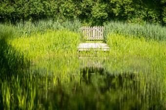 ponton Jardin des plantes sauvages C. BLONDEL