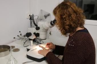 service civique CBNBL