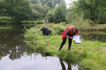 Suivi Gaillet chétif Helfaut