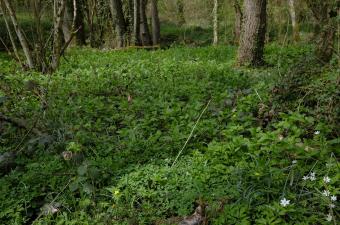 Chênaie pédonculée frênaie CBN Bailleul