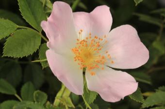 Rosa canina JC Hauguel