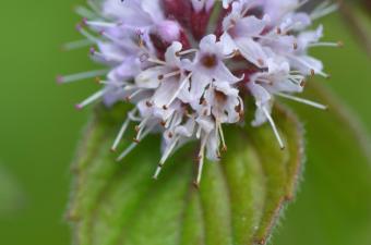 Mentha aqsuatica B. TOUSSAINT