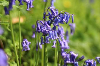 Jacinthe des bois - JC Hauguel