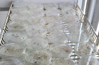 Conservation ex-situ CBN Bailleul