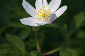 Anémone des bois 
